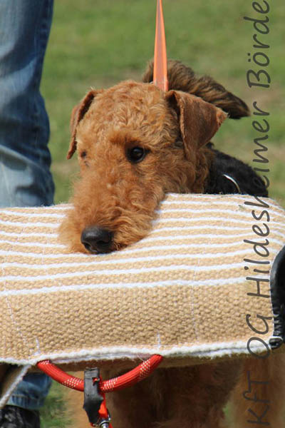 Airedale Terrier Hündin Alma